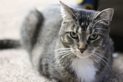 Close-up portrait of tabby cat