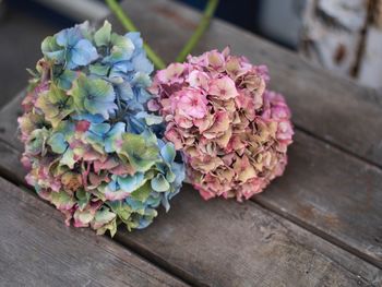 High angle view of pink flowering plant on table