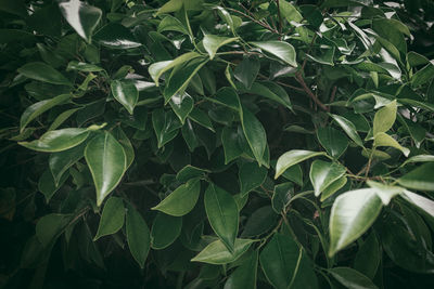 Full frame shot of fresh green leaves