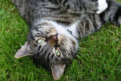 Close-up portrait of cat on grass