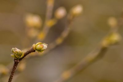 Soft new buds