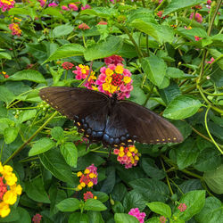 Close-up of butterfly pollinating on plant in park