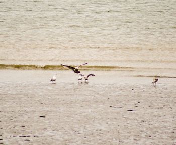 Birds flying over beach