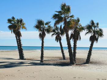 Palm trees on beach against clear sky