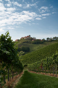 Scenic view of vineyard against sky