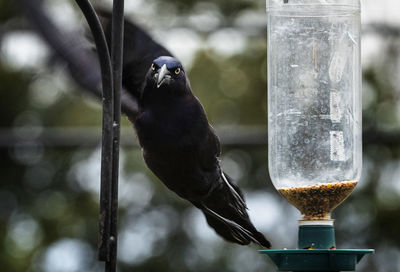 Blackbird on the feeder