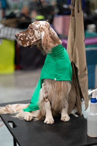 Close-up of dog sitting on a grooming table looking away