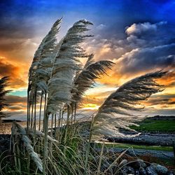 Plants growing on land against sky during sunset