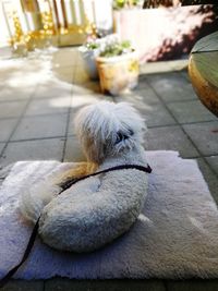 Rear view of dog sitting on footpath