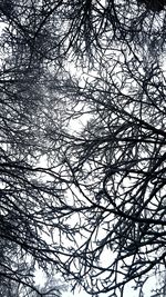 Low angle view of bare tree against sky