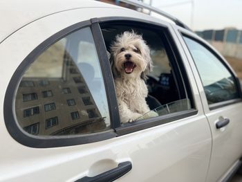 Portrait of dog in car