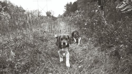 Portrait of a dog