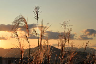 Close-up of stalks in field against sunset sky