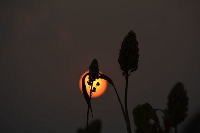 Close-up of silhouette flowering plant against sky during sunset