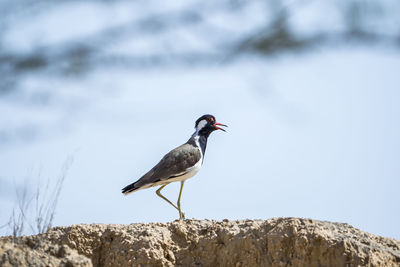 Bird perching on rock