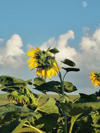 Close-up of sunflower against sky