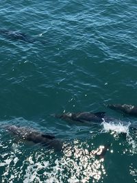 High angle view of whale swimming in sea