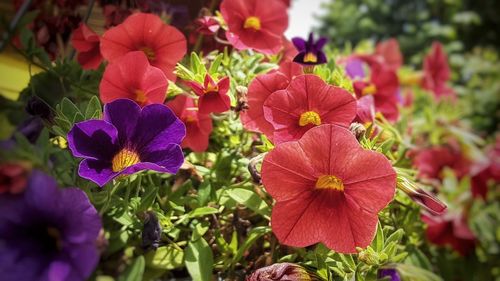 Close-up of purple flowering plants