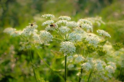 Wild plant