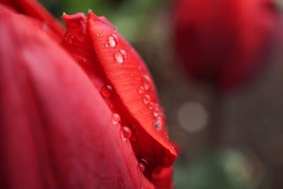 Close-up of red flower