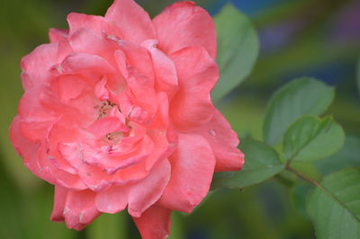 Close-up of pink rose flower