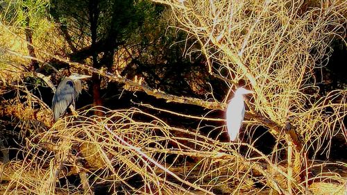 Plants growing on field