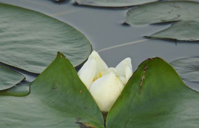 Full frame shot of flower