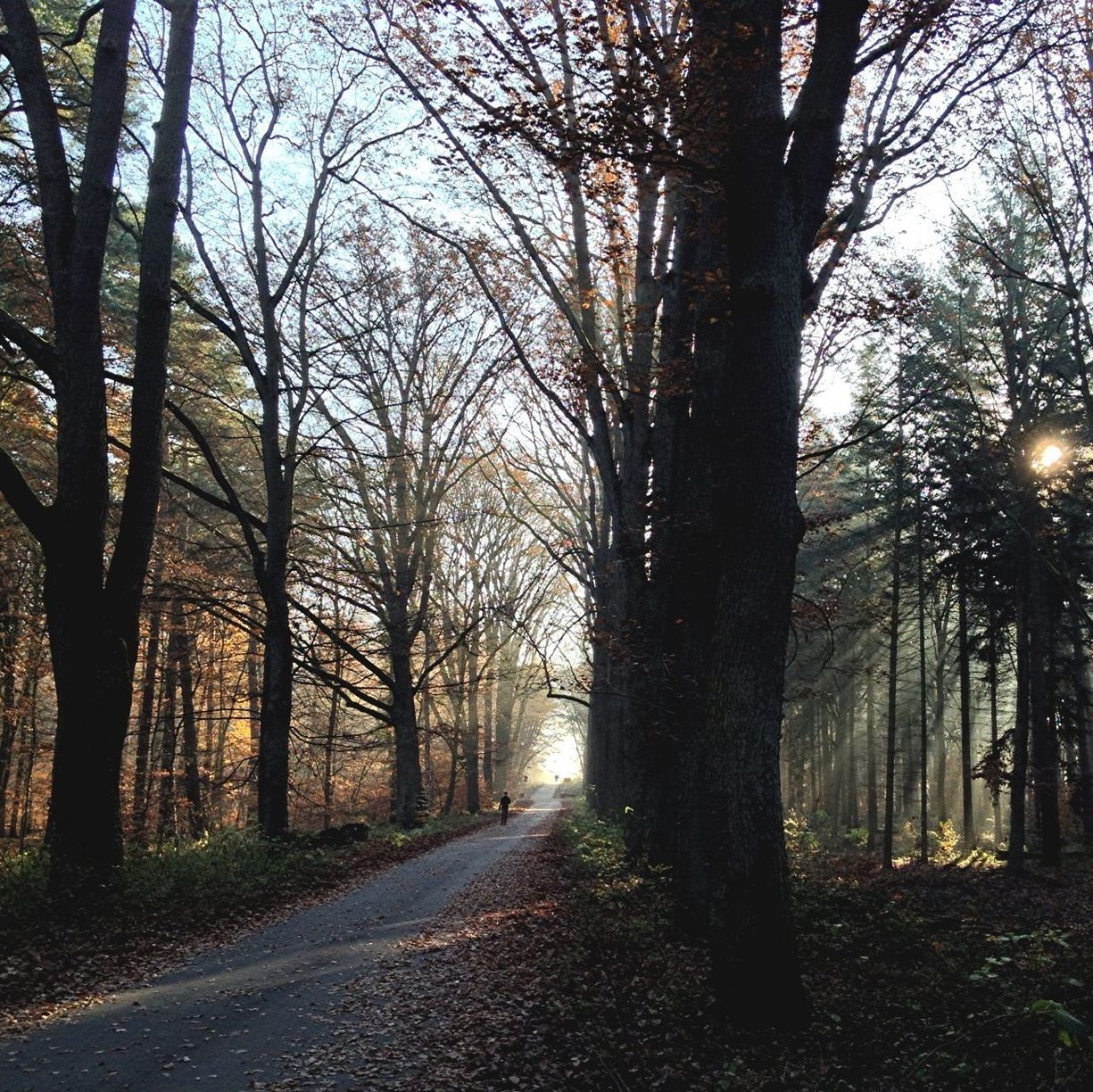 tree, the way forward, bare tree, transportation, diminishing perspective, road, tranquility, tree trunk, branch, vanishing point, treelined, nature, tranquil scene, empty road, growth, forest, scenics, beauty in nature, street, sunlight