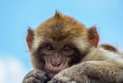 Portrait of monkey