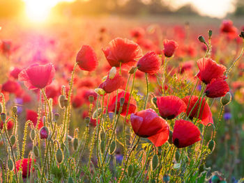 Close-up of pink flowering plants on field