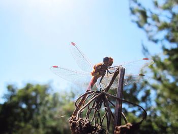 Dragonfly on dead plant