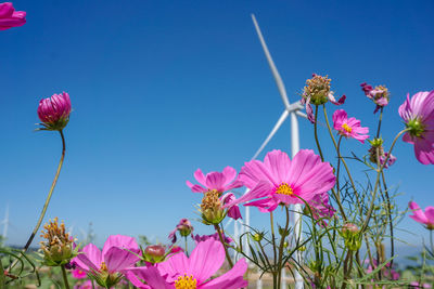 Low angle view of pink flowering plants against blue sky