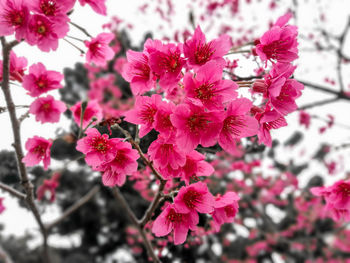 Close-up of pink flowers blooming on tree