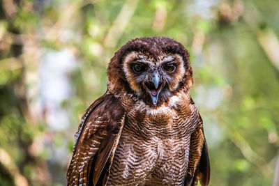 Brown wood owl