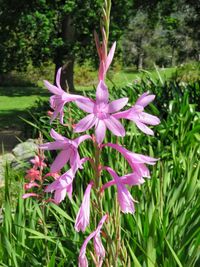 Close-up of flowers blooming outdoors