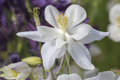 Aquilegia flower in bloom in the garden