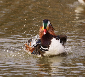 Ducks swimming in water