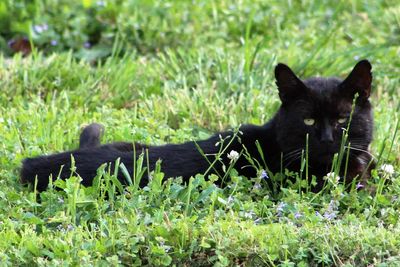 Dog on grassy field