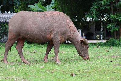 Horse grazing on field