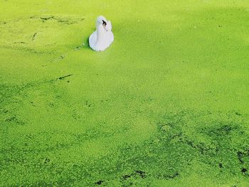 High angle view of bird on field