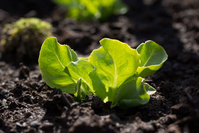 Close-up of fresh green plant on field