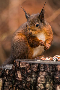 Close-up of squirrel eating outdoors