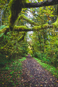 Footpath amidst trees in forest