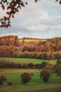 Scenic view of field against sky