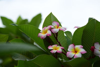 Close-up of pink and leaves on plant