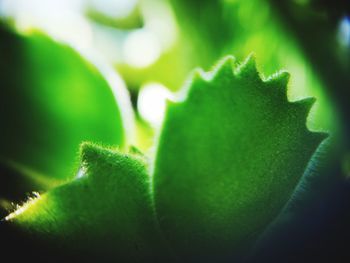 Close-up of green leaves