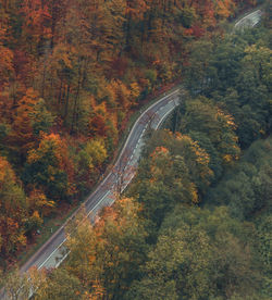 High angle view of road amidst trees during autumn