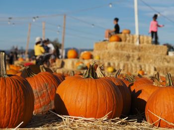 Pumpkins on field against sky