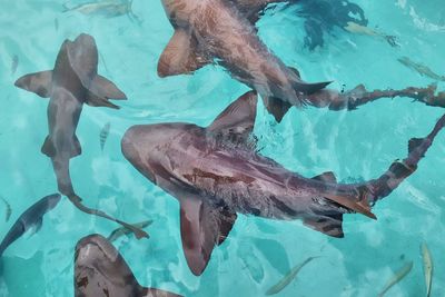 Low section of fish swimming in pool