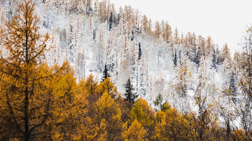 Panoramic view of pine trees in forest during winter
